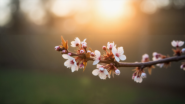夕阳下树枝上的白色繁花