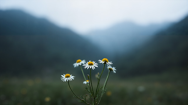 山野间绽放的白色雏菊花