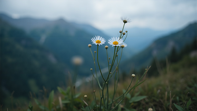 山间雏菊花在云雾山谷旁绽放