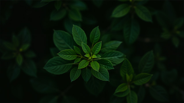 深色背景上的绿色叶片